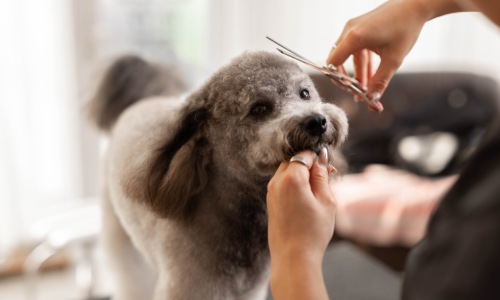 Pet getting groomed